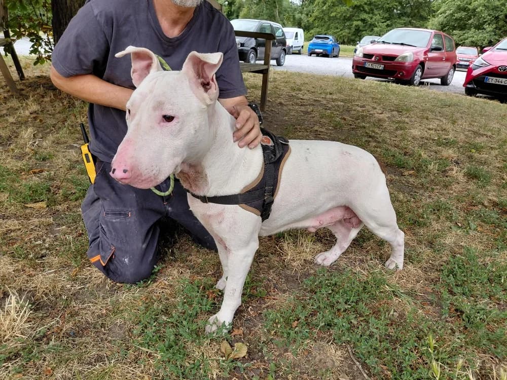 APACHE, male 3yo Bull Terrier for adoption at SPA Le Mans (Yvré-L'Évêque)
