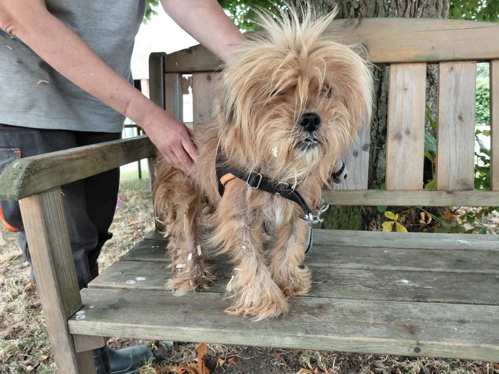 PAULETTE, female senior Shih Tzu for adoption at SPA Le Mans (Yvré-L'Évêque)