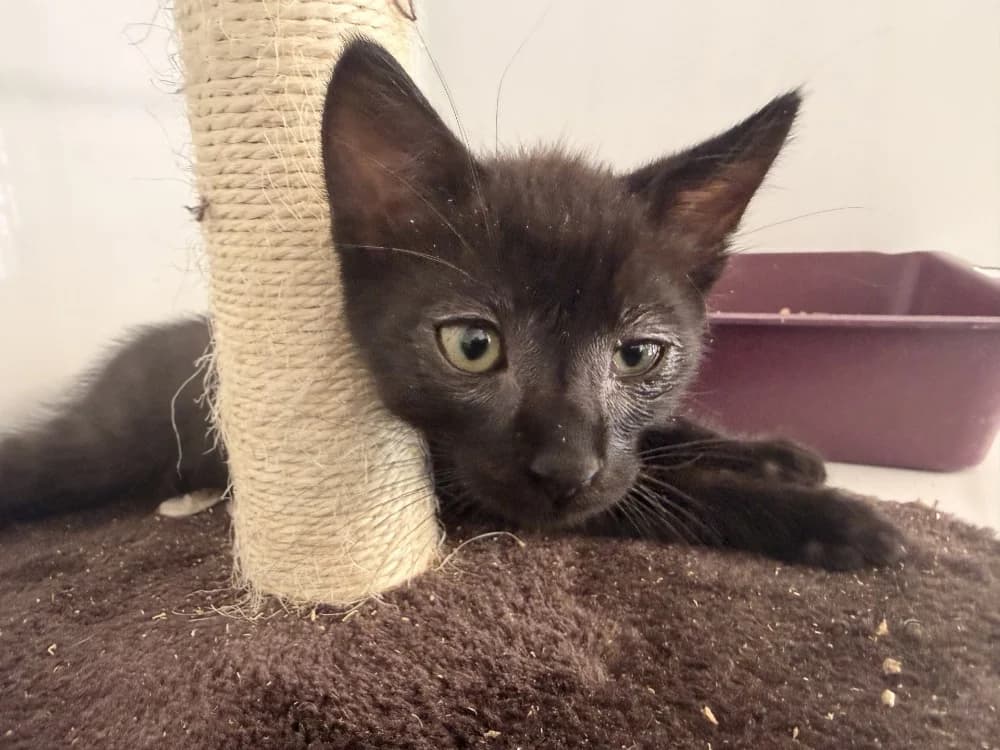 MIRABEAU, male Mixed Breed for adoption at SPA Le Mans (Yvré-L'Évêque)