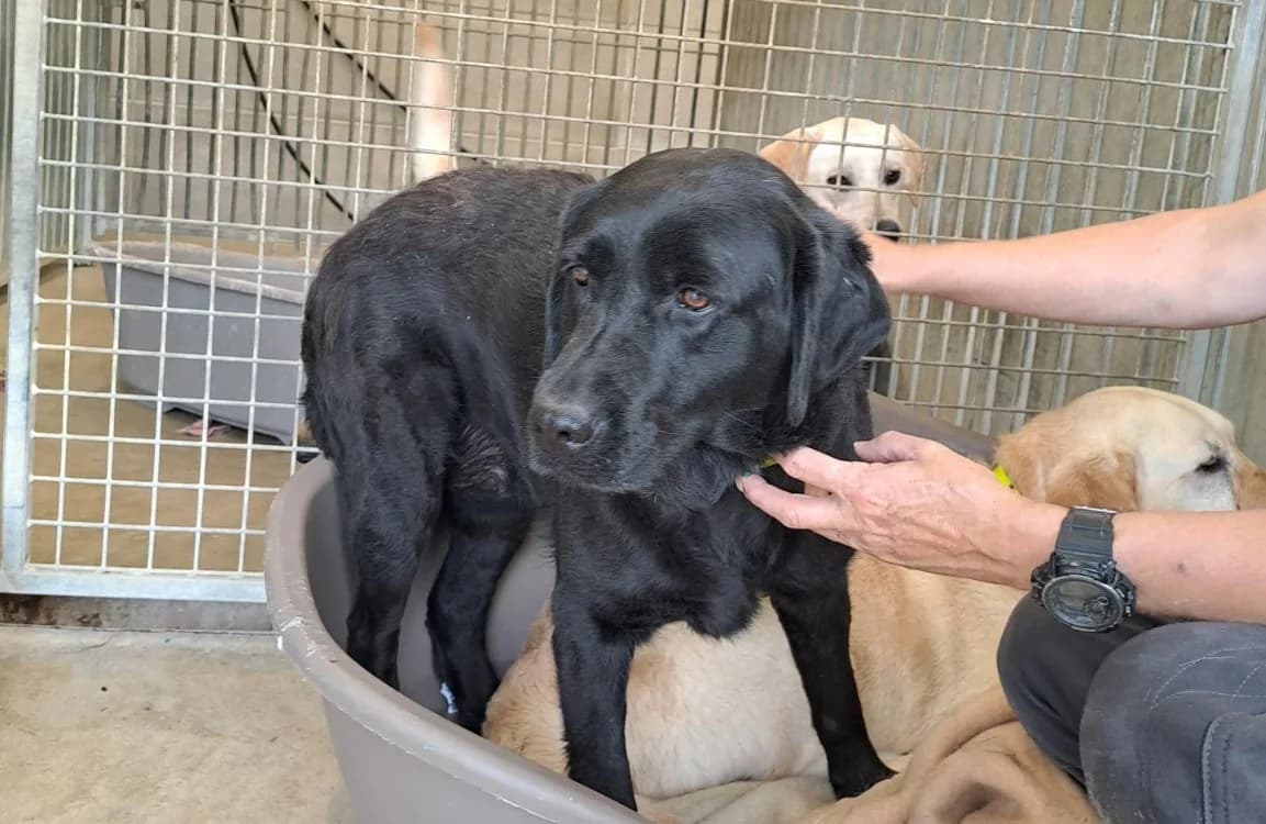 ROSALIA, female 5yo Labrador Retriever for adoption at SPA Le Mans (Yvré-L'Évêque)
