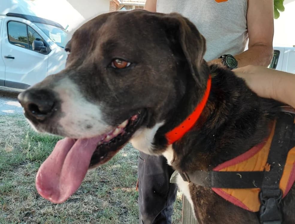 RUBY, female 4yo Mixed Breed for adoption at SPA Le Mans (Yvré-L'Évêque)