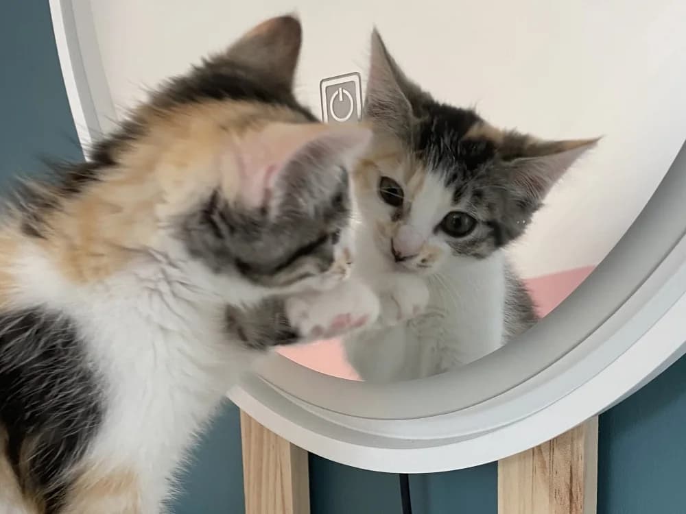 BOING BOING, female Mixed Breed for adoption at SPA Le Mans (Yvré-L'Évêque)