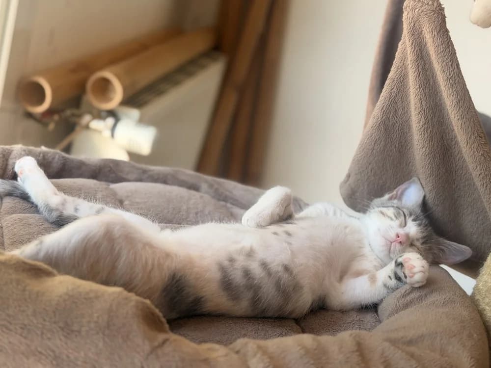 GLOUGLOU, female mixed breed for adoption at SPA Le Mans (Yvré-L'Évêque)
