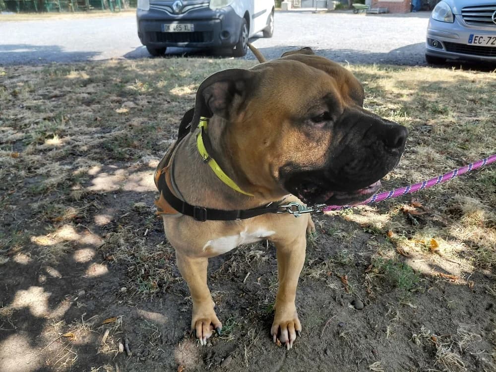ESSENTIAL, male 4yo American Bully for adoption at SPA Le Mans (Yvré-L'Évêque)