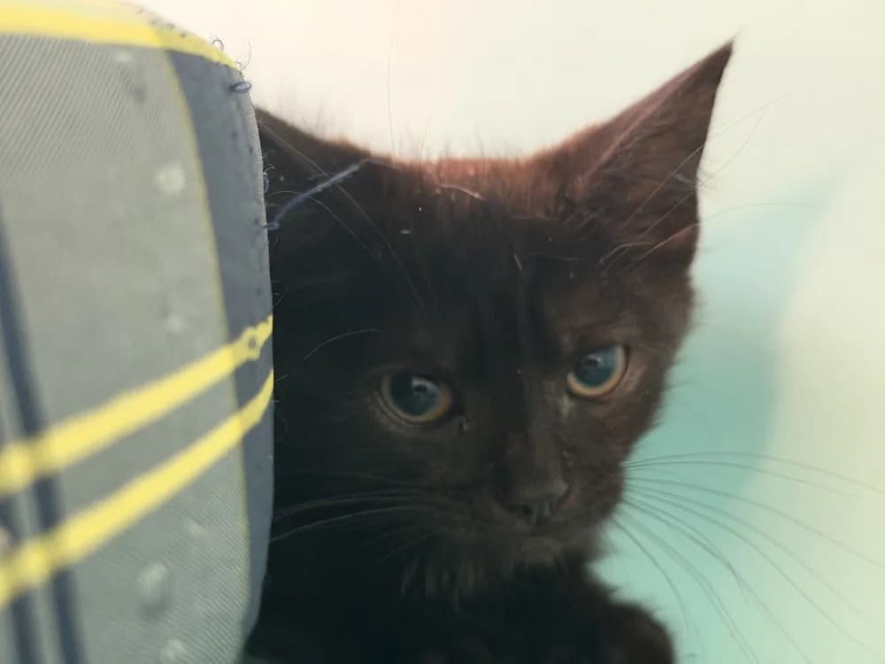 TYLER, male mixed breed for adoption at SPA Le Mans (Yvré-L'Évêque)