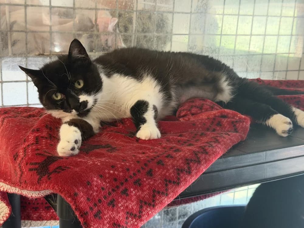 ABYSSIA, female 5yo Mixed Breed for adoption at SPA Le Mans (Yvré-L'Évêque)