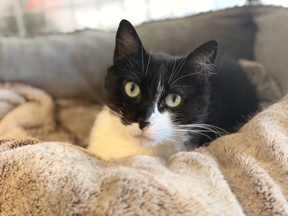 DOWSIE, female 5yo Mixed Breed for adoption at SPA Le Mans (Yvré-L'Évêque)