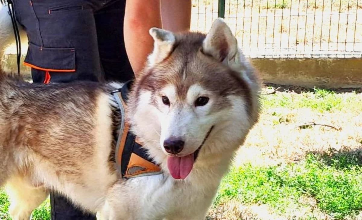 OULAK, male 7yo Husky for adoption at SPA Le Mans (Yvré-L'Évêque)