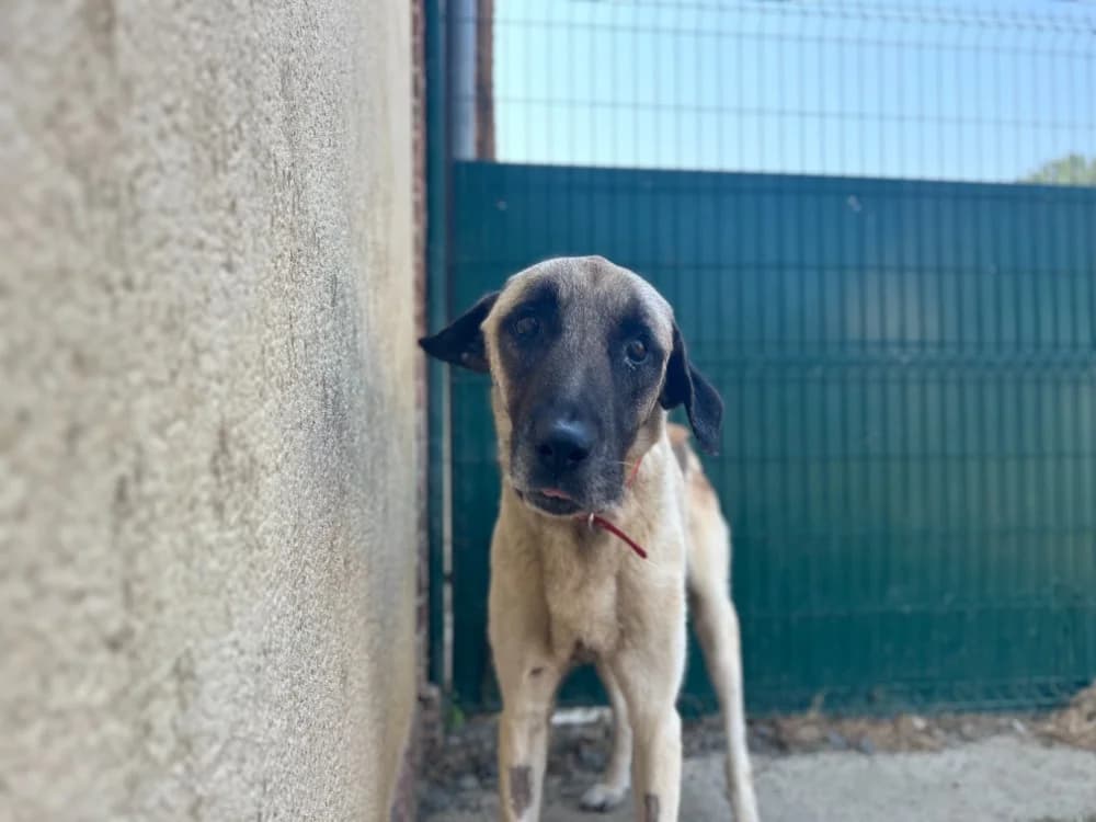 NEO, male senior Mixed Breed for adoption at SPA Le Mans (Yvré-L'Évêque)