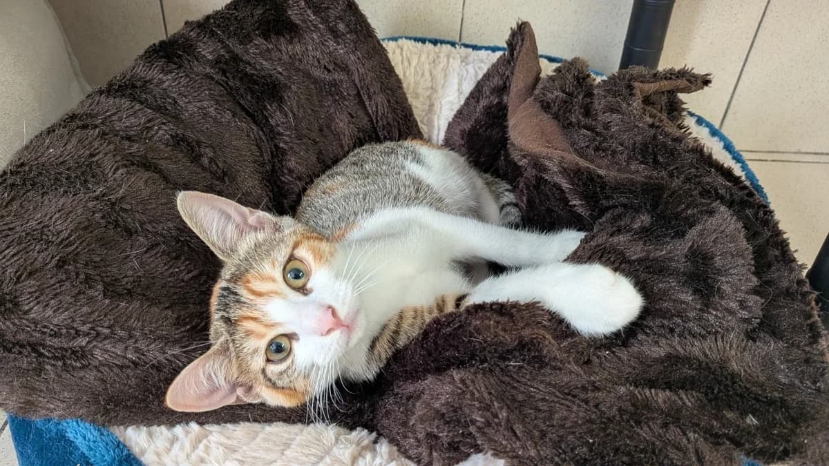 DANUBE, female Mixed Breed for adoption at SPA Le Mans (Yvré-L'Évêque)