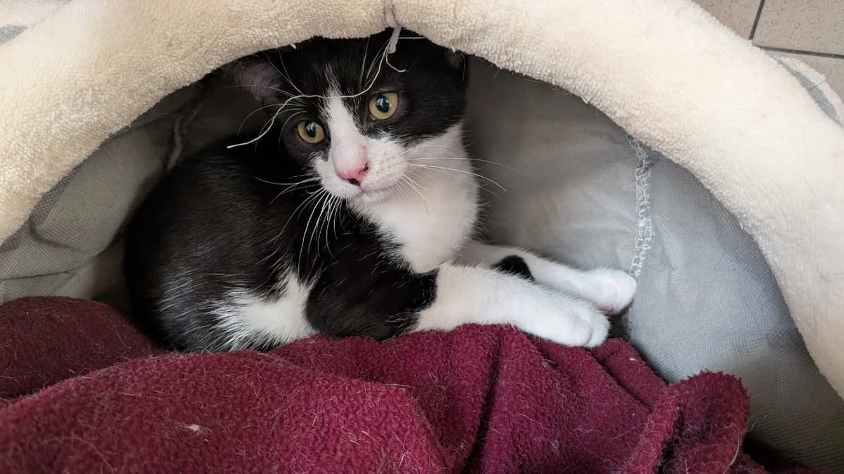 CONCORDE, male Mixed Breed for adoption at SPA Le Mans (Yvré-L'Évêque)