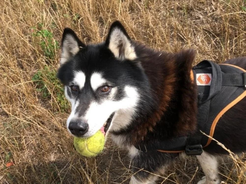 ILKY, male senior Husky for adoption at SPA Le Mans (Yvré-L'Évêque)
