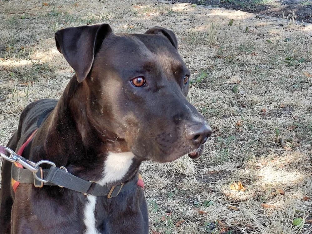TIMAL, male young mixed breed for adoption at SPA Le Mans (Yvré-L'Évêque)