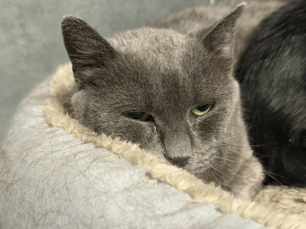 AQUAREL, female senior Mixed Breed for adoption at SPA Le Mans (Yvré-L'Évêque)