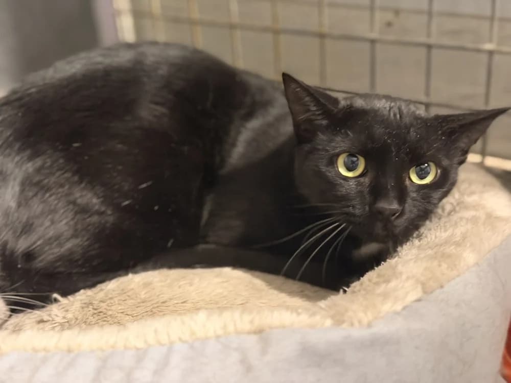 CRACOTTE, female 3yo Mixed Breed for adoption at SPA Le Mans (Yvré-L'Évêque)