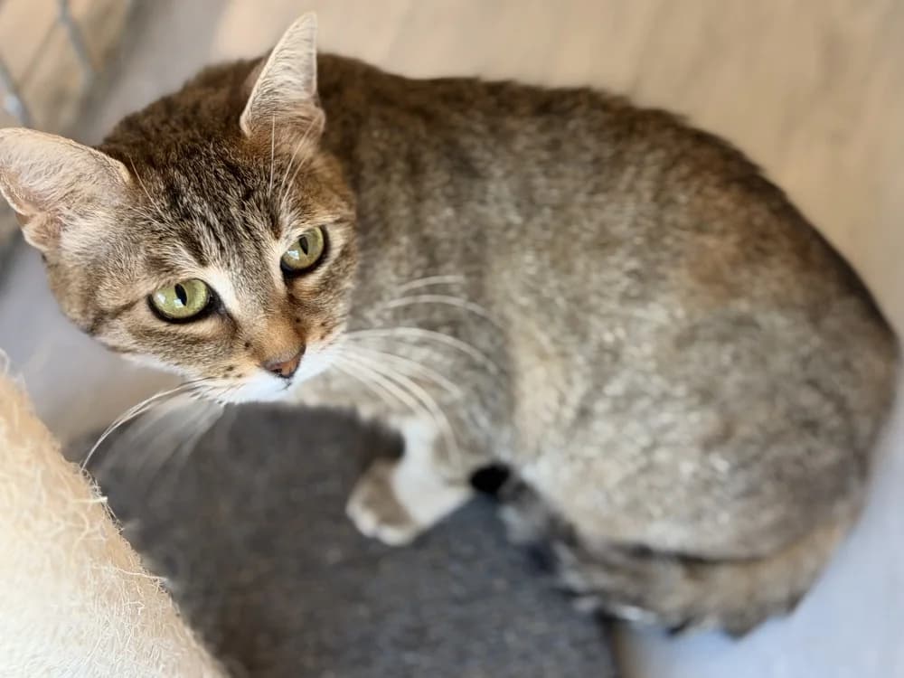 DEBROUILLE, female 6yo Mixed Breed for adoption at SPA Le Mans (Yvré-L'Évêque)