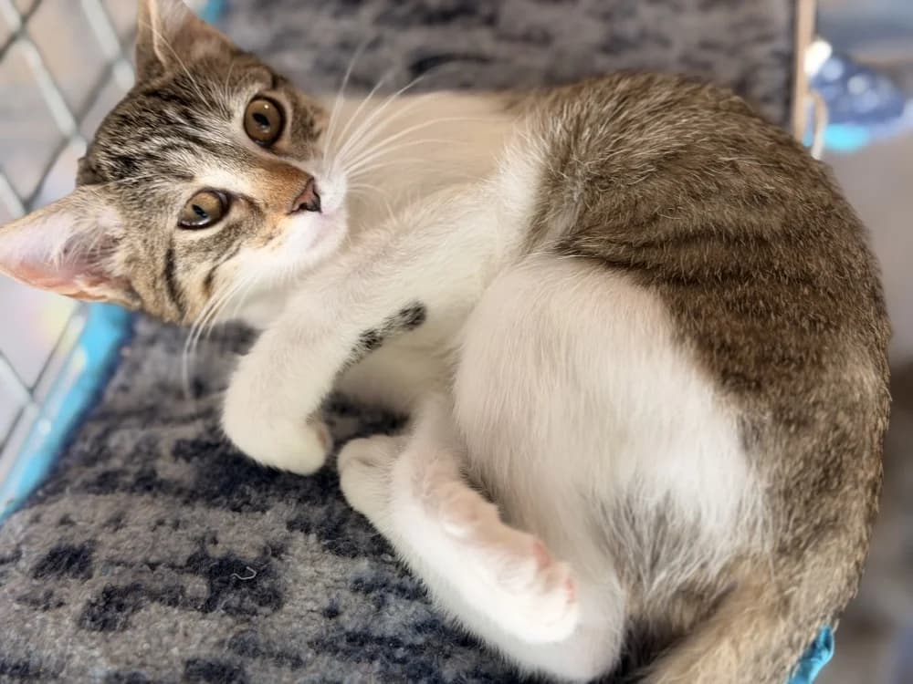 AMBROUILLE, female Mixed Breed for adoption at SPA Le Mans (Yvré-L'Évêque)