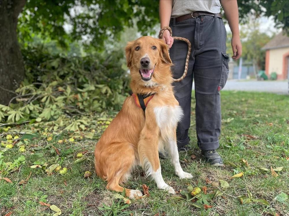 FRIPOUILLE, male 7yo Golden Retriever for adoption at SPA Le Mans (Yvré-L'Évêque)