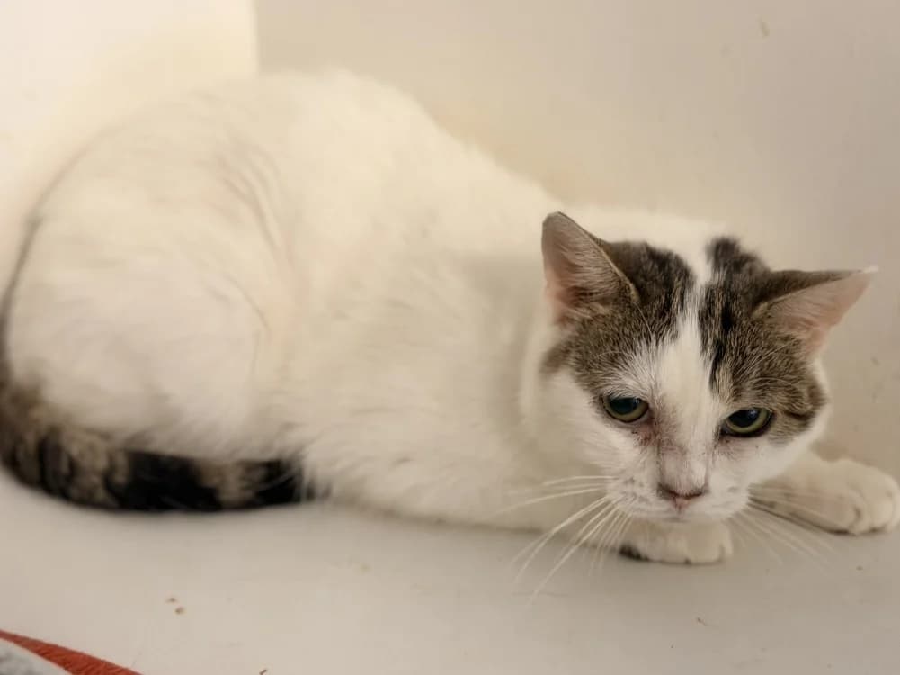 BRITNEY, female 3yo Mixed Breed for adoption at SPA Le Mans (Yvré-L'Évêque)