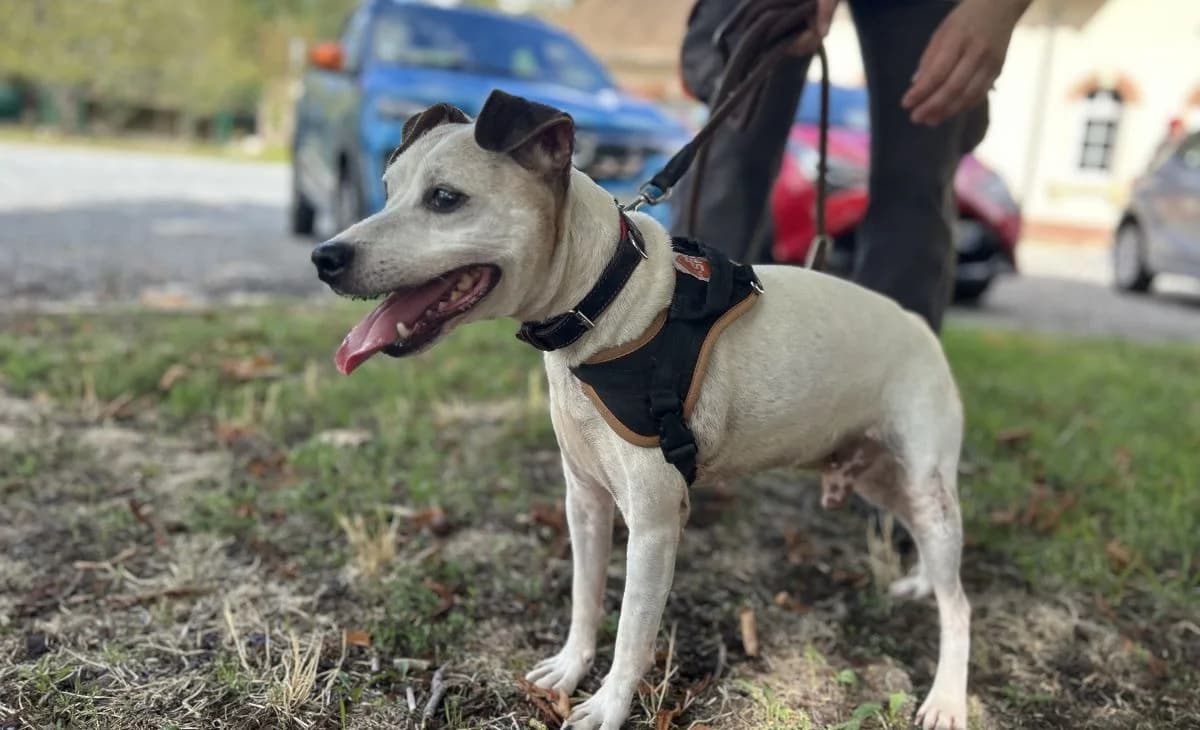 LASCARD (Non adoptable ni réservable), male senior Jack Russell Terrier for adoption at SPA Le Mans (Yvré-L'Évêque)