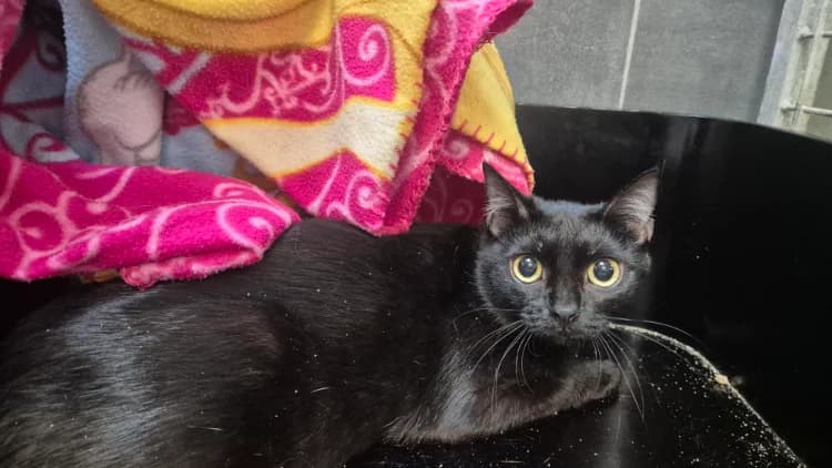 MIAOUGARITA, female young Mixed Breed for adoption at SPA Le Mans (Yvré-L'Évêque)