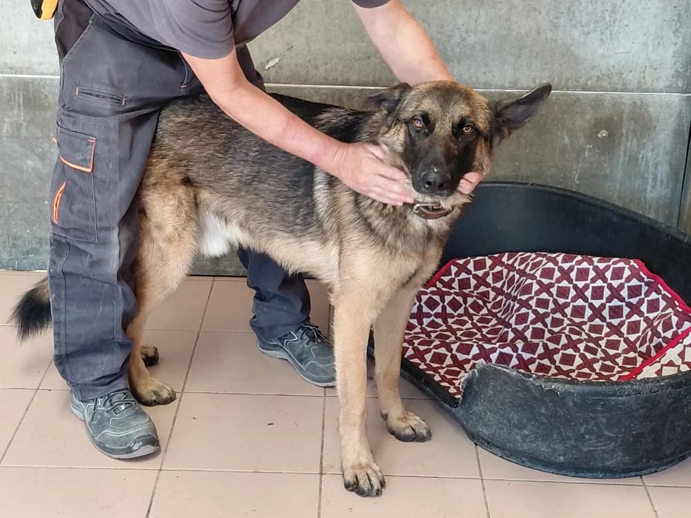 SKY, male young Mixed Breed for adoption at SPA Le Mans (Yvré-L'Évêque)