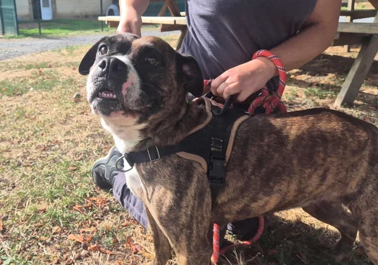 TANYA, female 7yo Mixed Breed for adoption at SPA Le Mans (Yvré-L'Évêque)