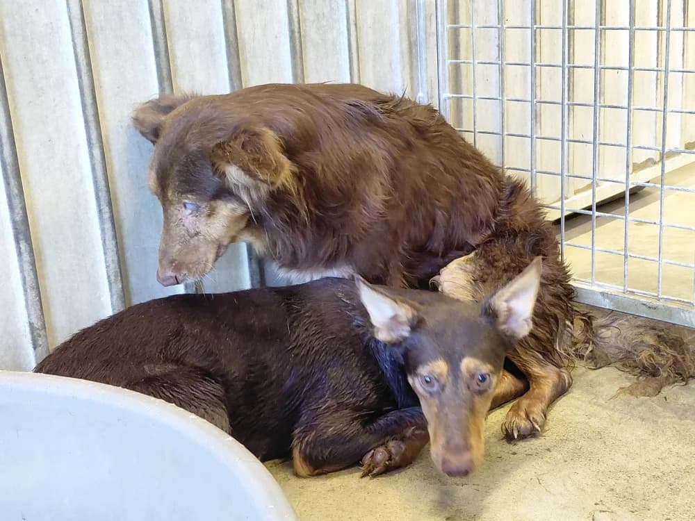 TOMETTE, female senior Mixed Breed for adoption at SPA Le Mans (Yvré-L'Évêque)