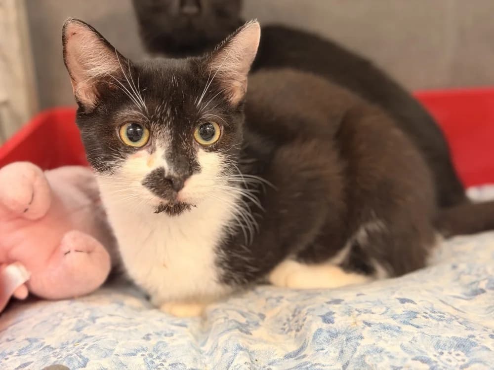 LILA, female mixed breed for adoption at SPA Le Mans (Yvré-L'Évêque)