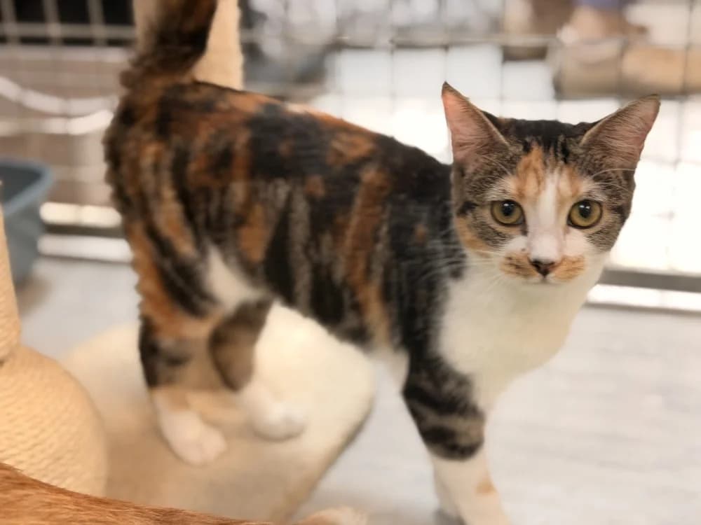 PERLE, female mixed breed for adoption at SPA Le Mans (Yvré-L'Évêque)