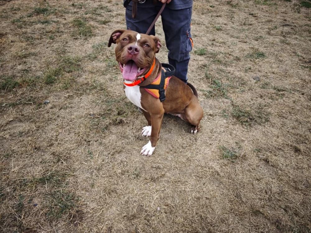 RENA, female young Mixed Breed for adoption at SPA Le Mans (Yvré-L'Évêque)