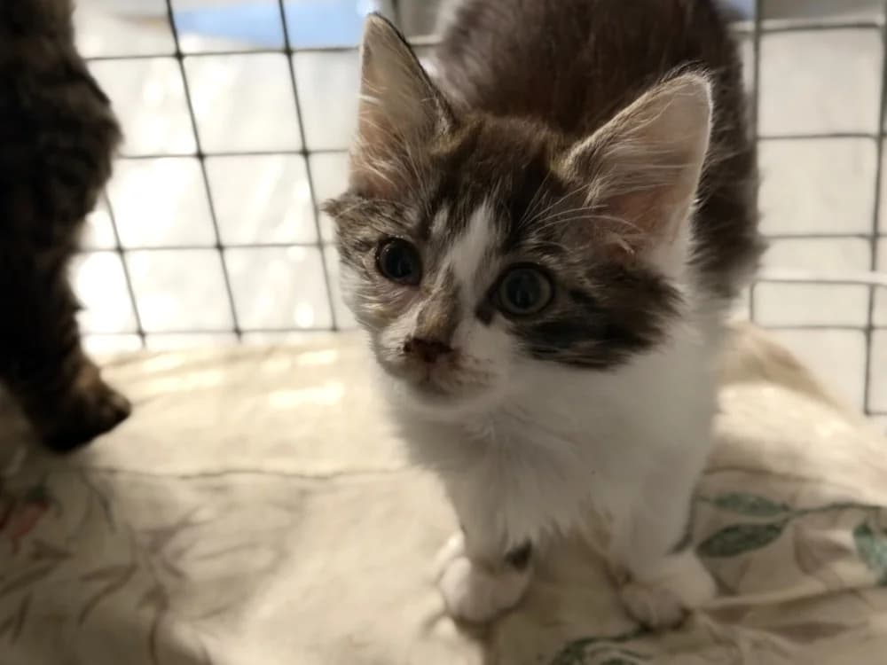 BUGATTI (résérvé), female Mixed Breed for adoption at SPA Le Mans (Yvré-L'Évêque)