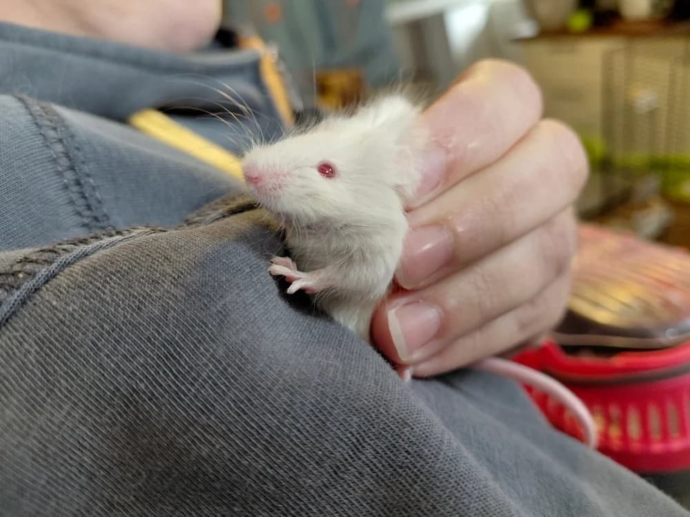 BIARRITZ, male Mixed Breed for adoption at SPA Le Mans (Yvré-L'Évêque)