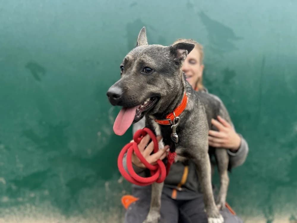 CRYSTALE, female young Mixed Breed for adoption at SPA Le Mans (Yvré-L'Évêque)