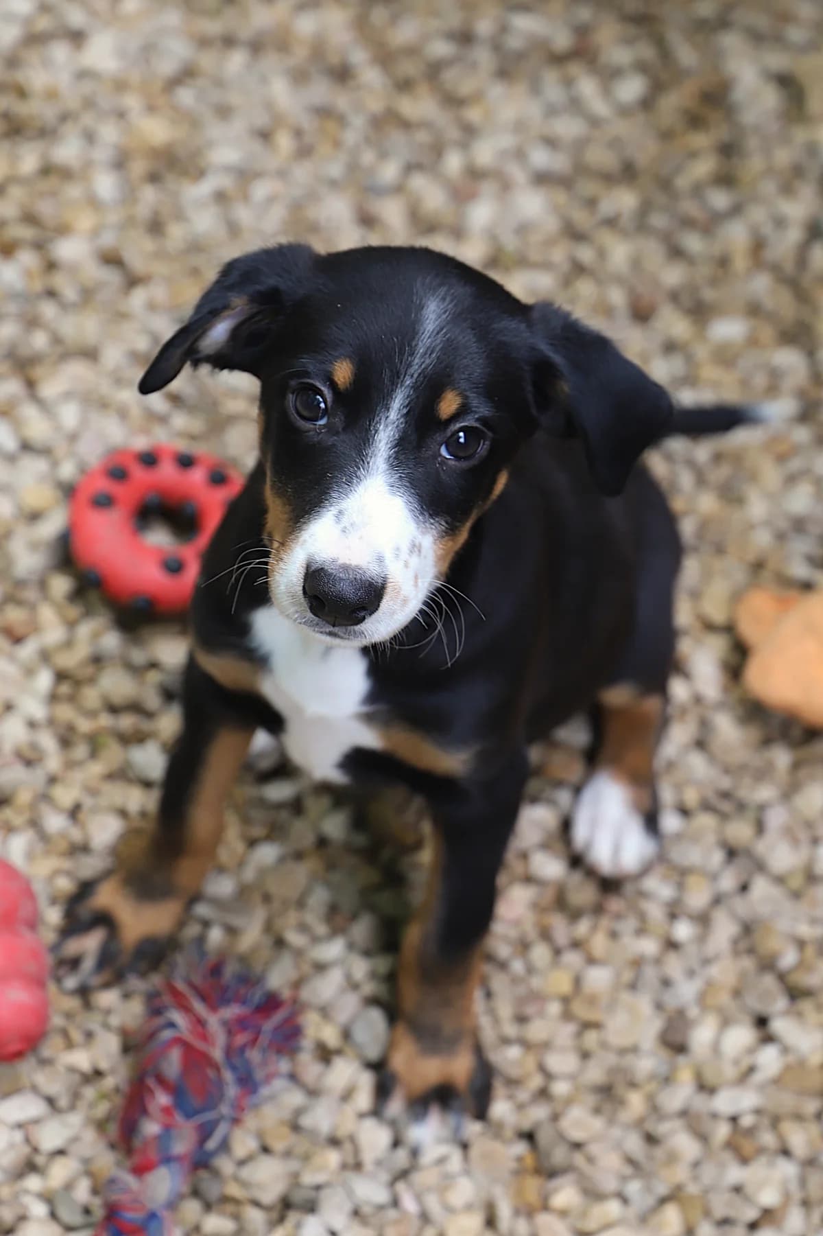 Baghera, female Border Collie for adoption at SPA les amis des bêtes — Refuge de Jouvence