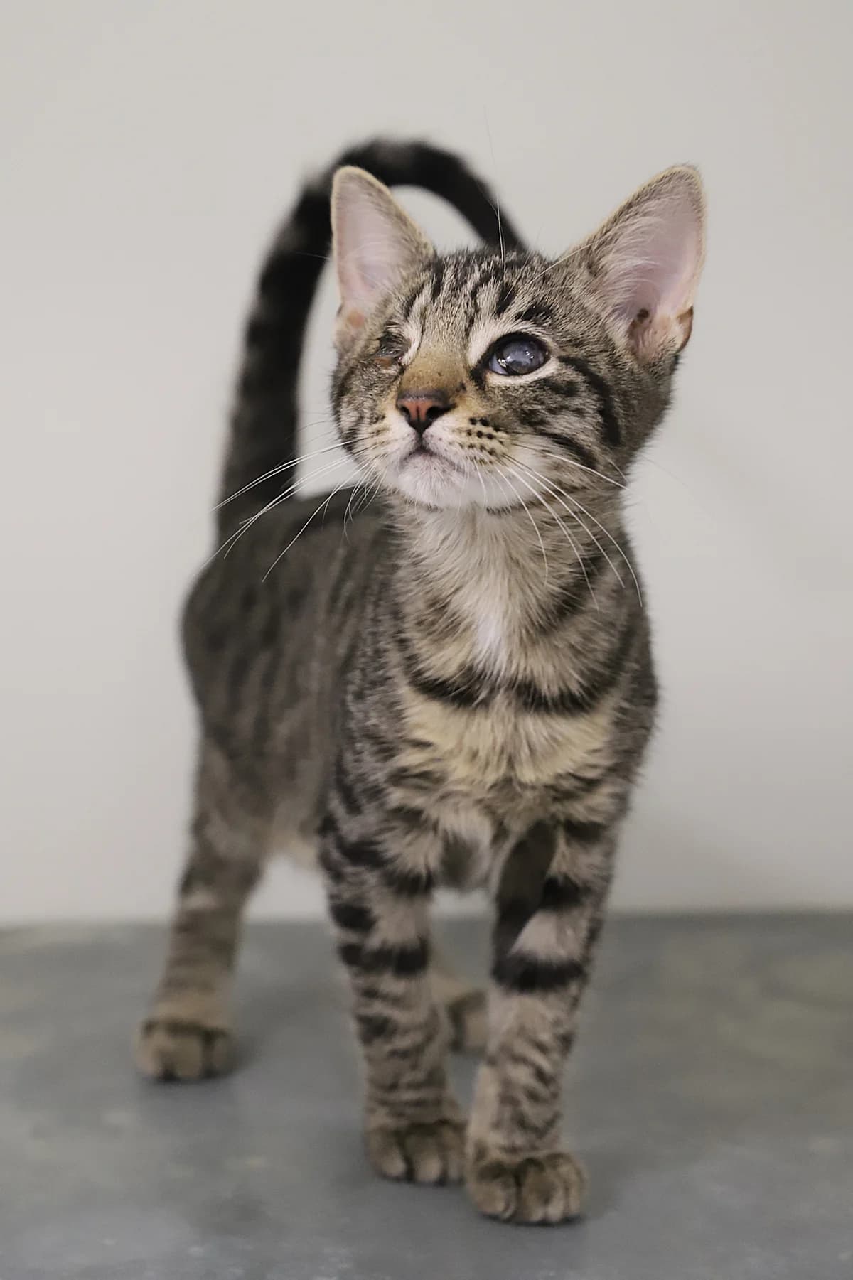 Byglow, male European Shorthair for adoption at SPA les amis des bêtes — Refuge de Jouvence