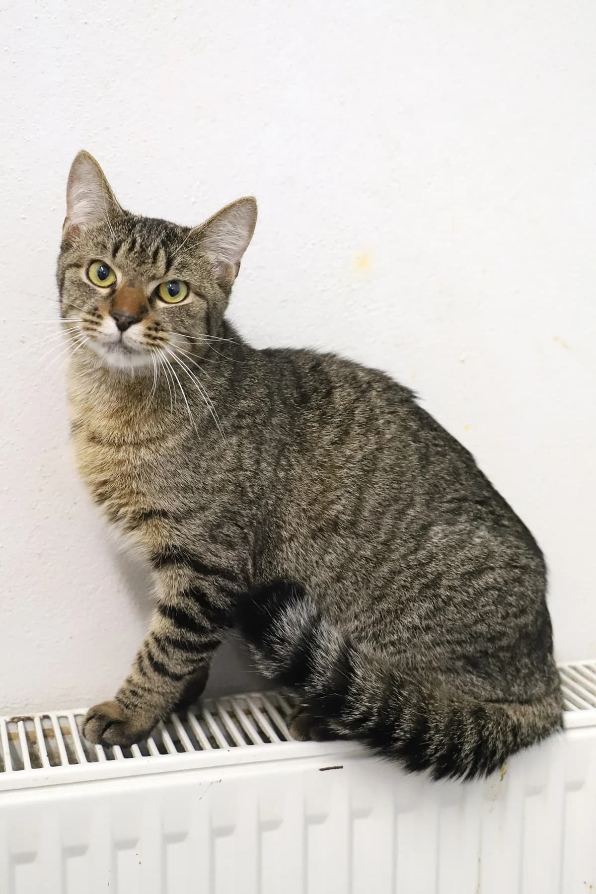 COCA, male European Shorthair for adoption at Refuge de Jouvence - SPA les amis des bêtes