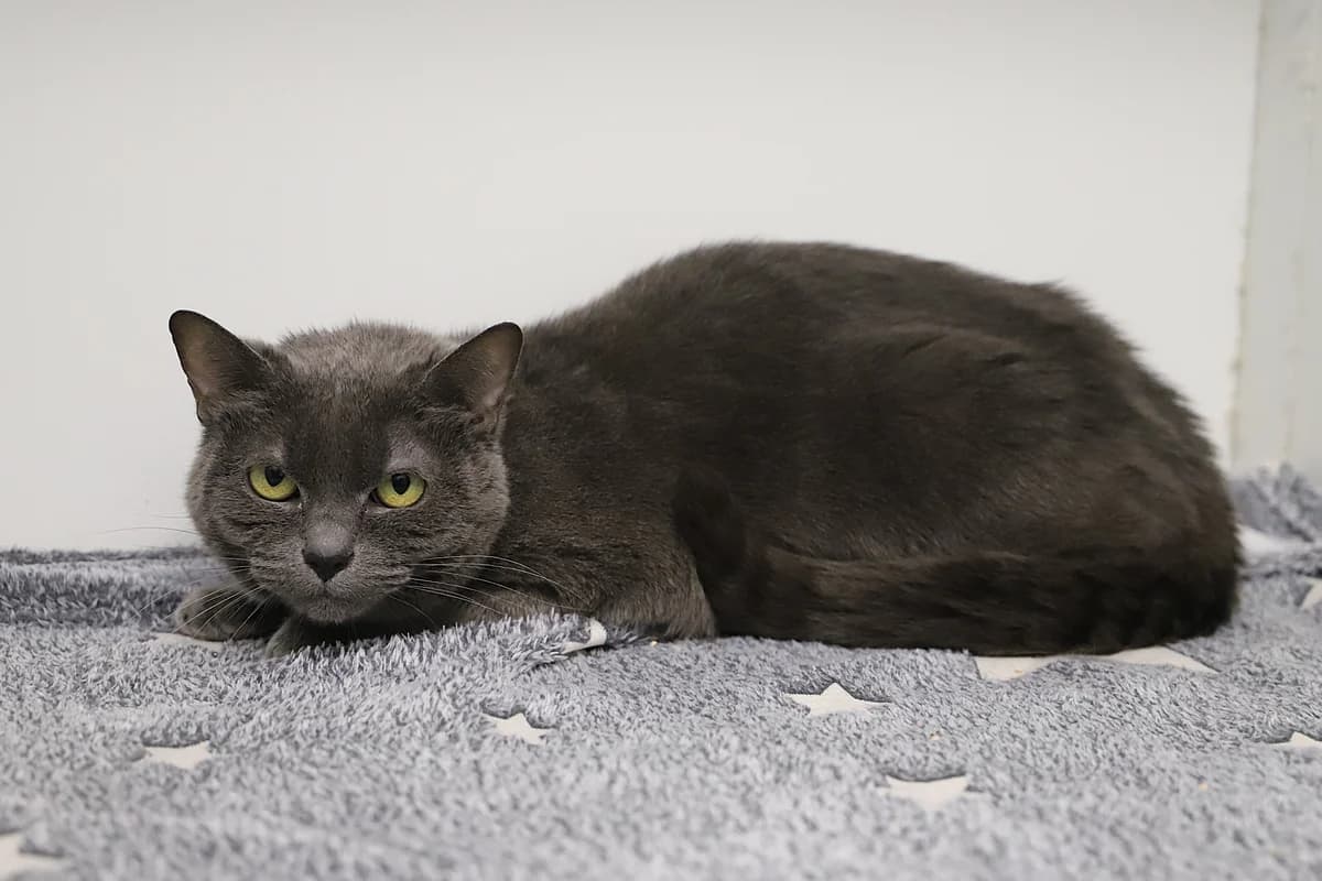 COPINE, female European Shorthair for adoption at Refuge de Jouvence - SPA les amis des bêtes