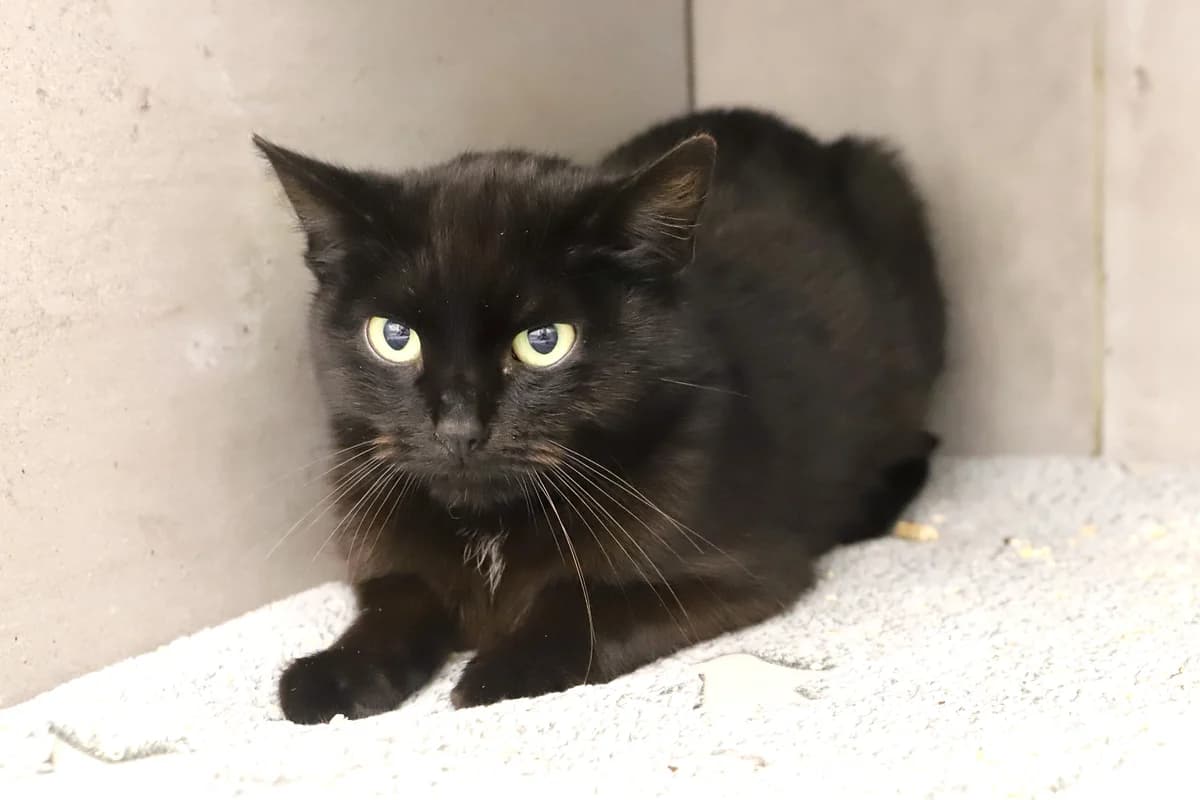 EBONY, female European Shorthair for adoption at Refuge de Jouvence - SPA les amis des bêtes