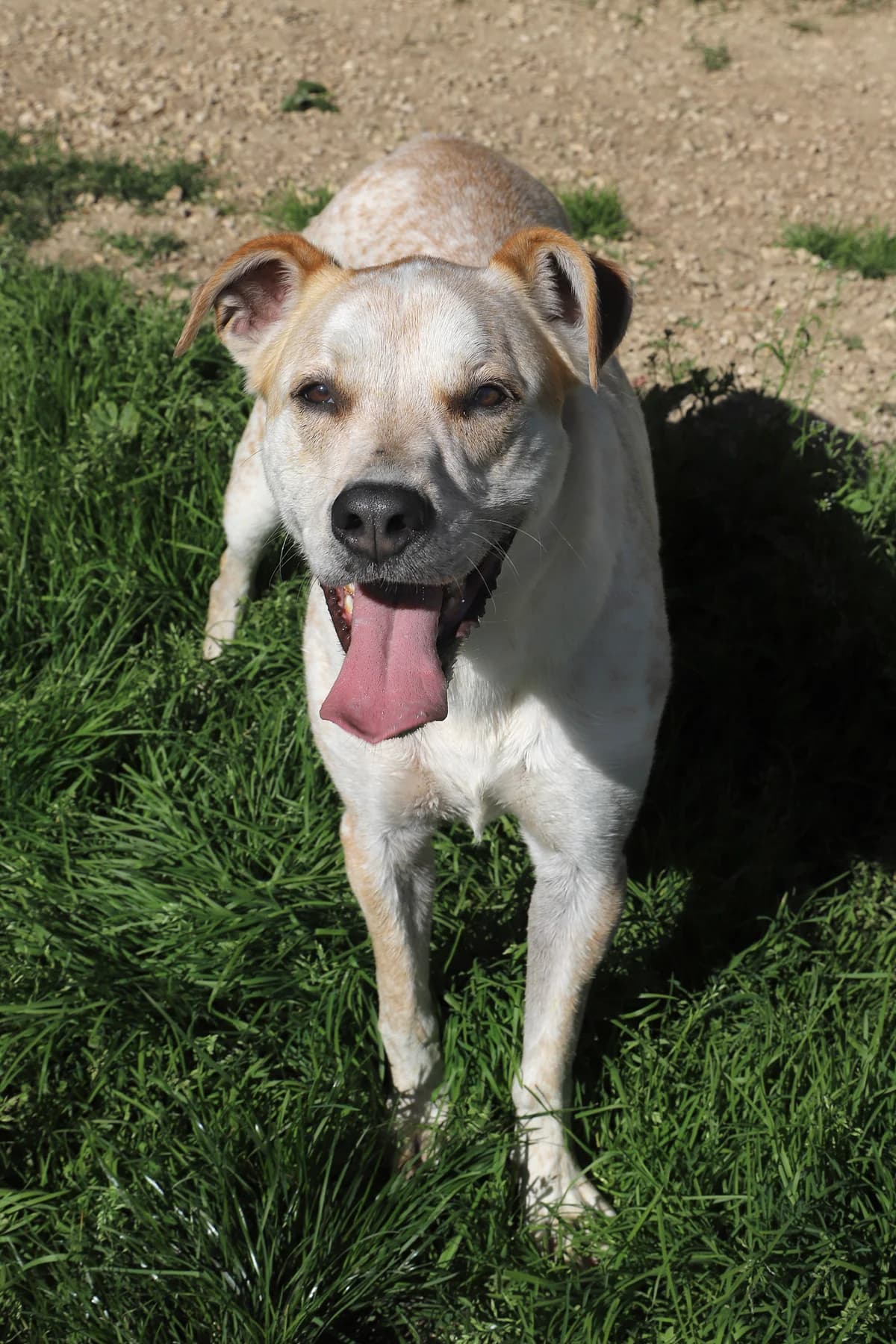 JACK, male Mixed Breed for adoption at Refuge de Jouvence - SPA les amis des bêtes