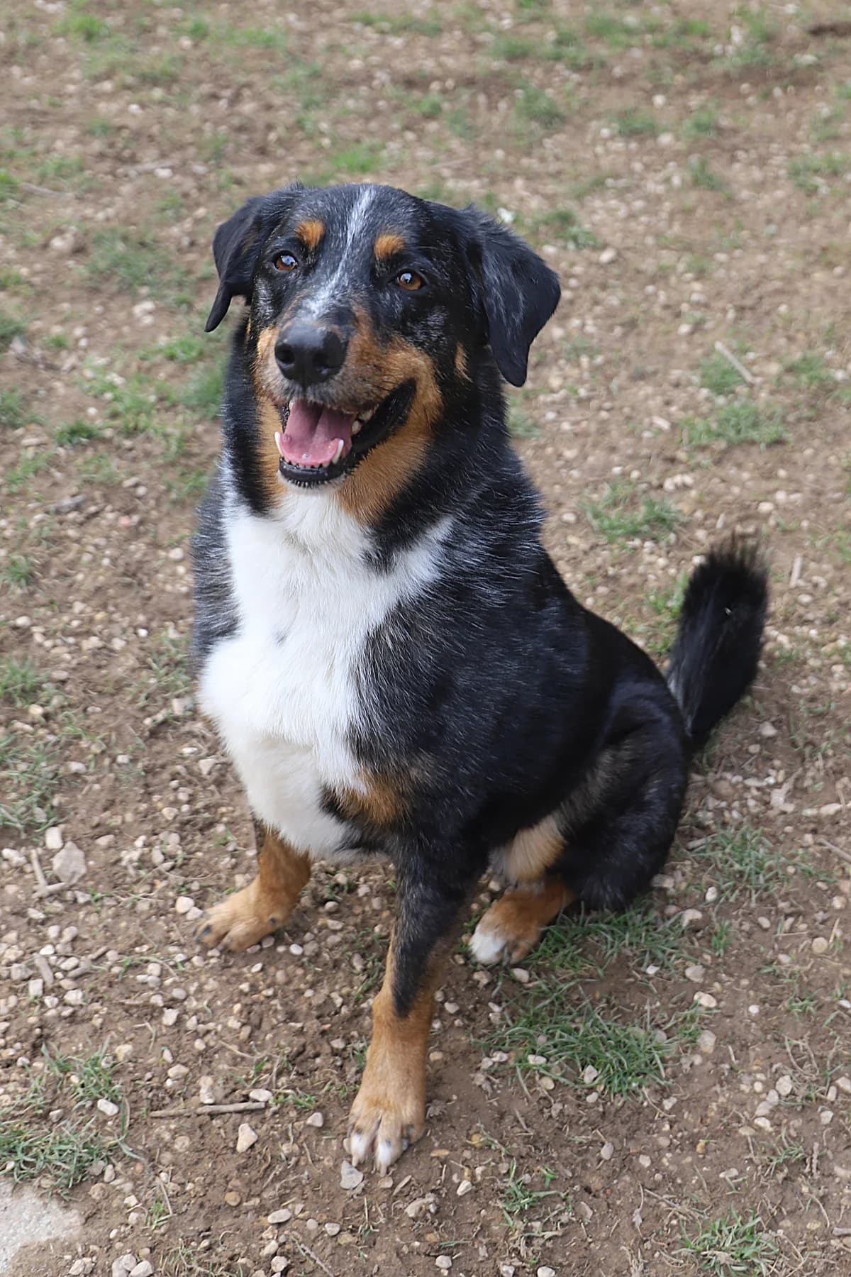 JOE DIT JOJO, male Australian Shepherd for adoption at Refuge de Jouvence - SPA les amis des bêtes