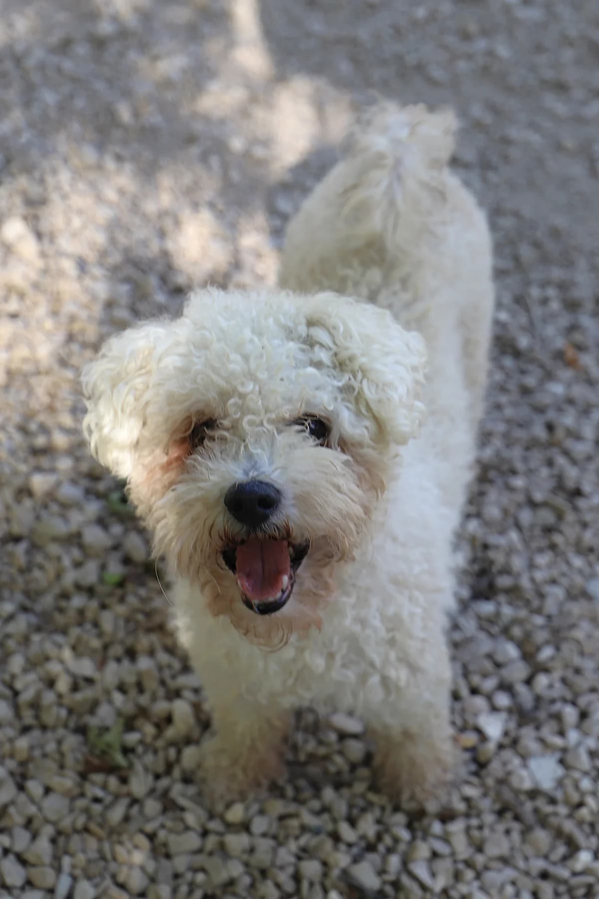 KIKOU, male Bichon Frisé for adoption at Refuge de Jouvence - SPA les amis des bêtes