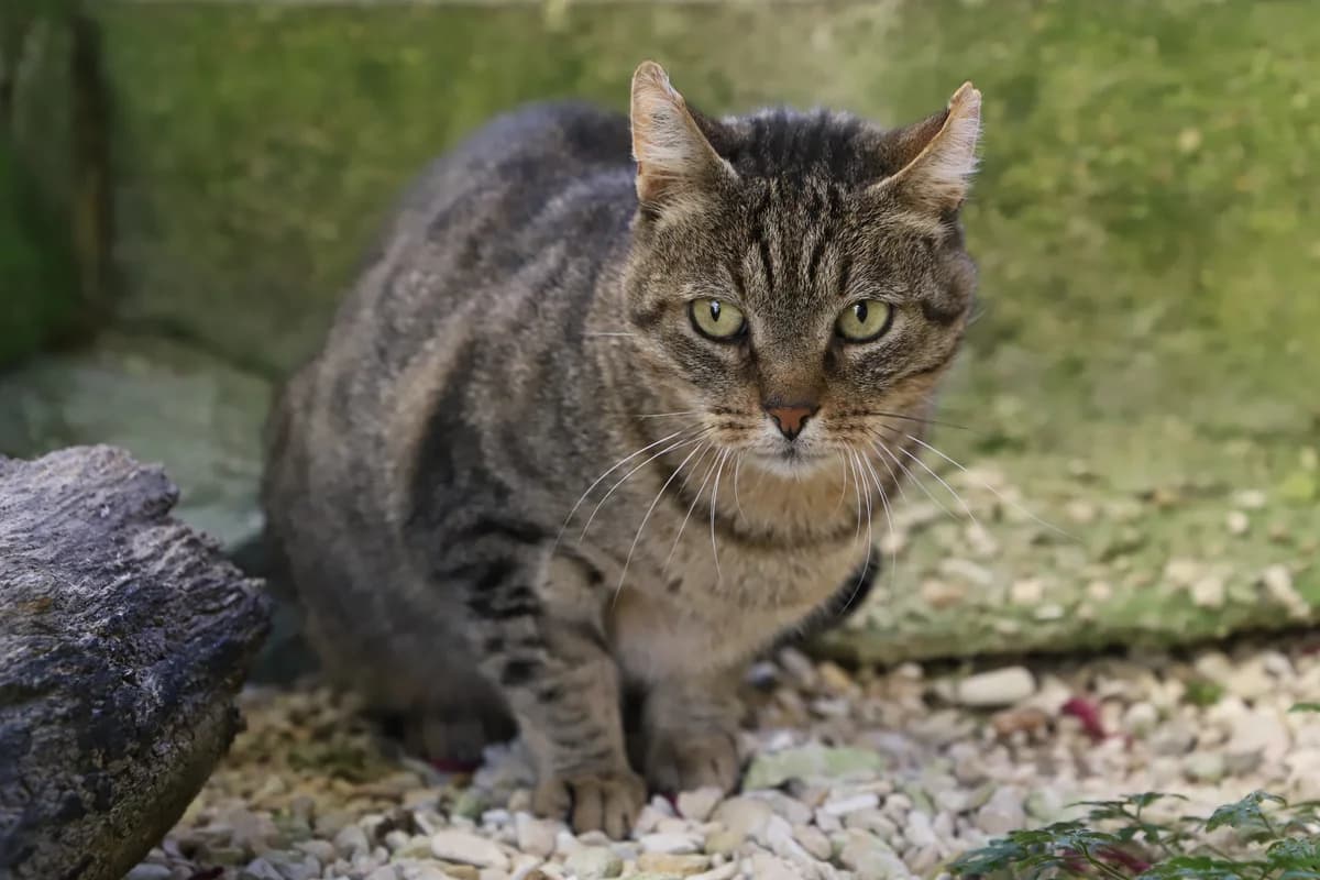 LEPRECHAUN, male European Shorthair for adoption at Refuge de Jouvence - SPA les amis des bêtes