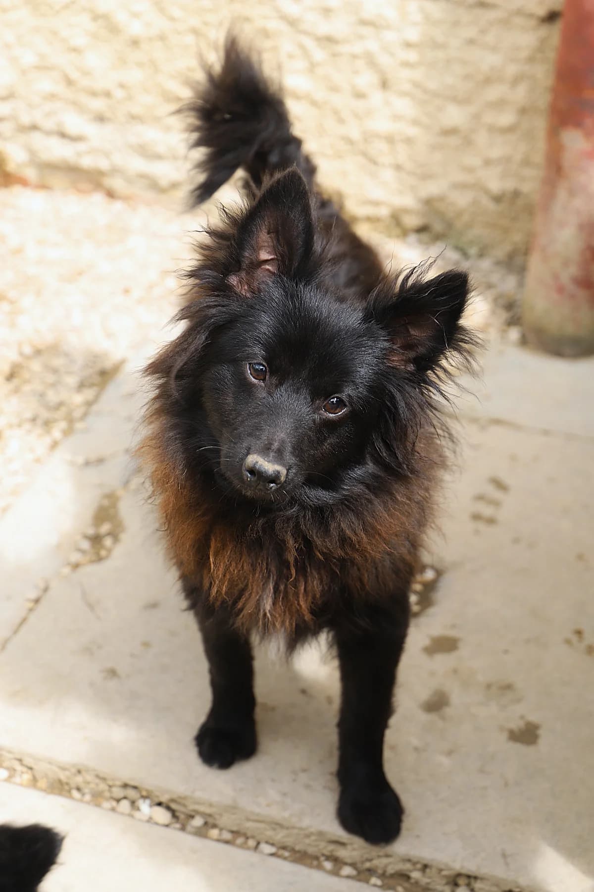 Looping, male mixed breed for adoption at SPA les amis des bêtes — Refuge de Jouvence