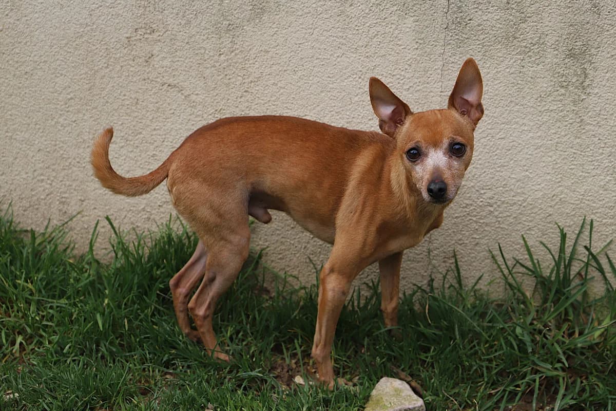 MAX, male mixed breed for adoption at Refuge de Jouvence - SPA les amis des bêtes