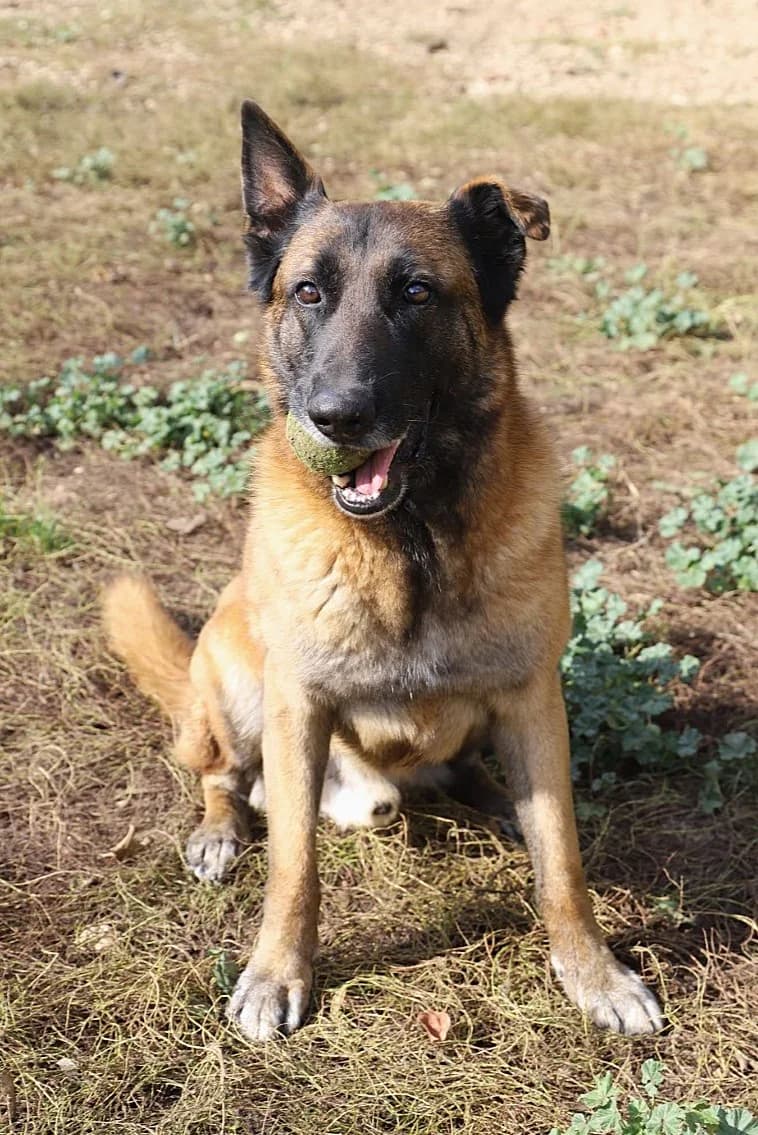 MERLIN, male Belgian Malinois for adoption at Refuge de Jouvence - SPA les amis des bêtes