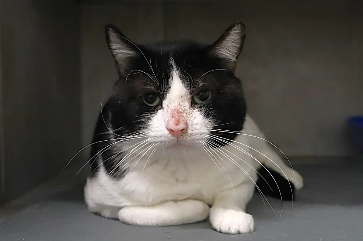 OREO, male European Shorthair for adoption at Refuge de Jouvence - SPA les amis des bêtes