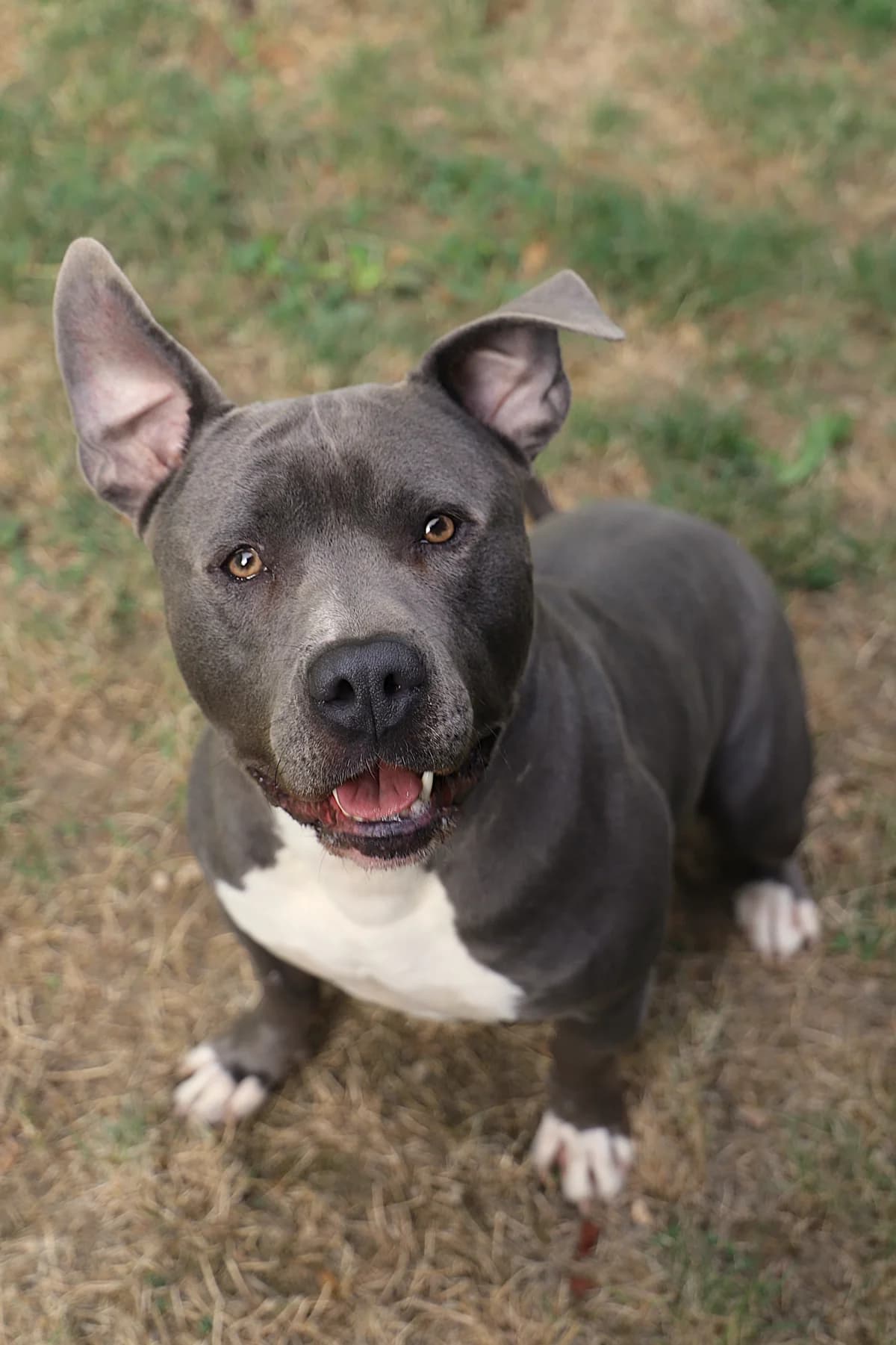 Pascha, male Mixed Breed for adoption at SPA les amis des bêtes — Refuge de Jouvence