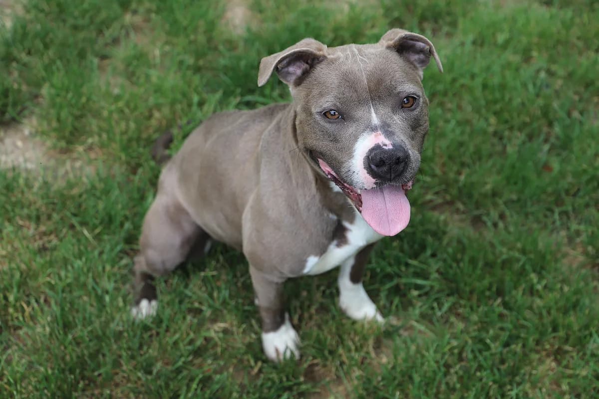 RUBIS, female American Staffordshire Terrier for adoption at Refuge de Jouvence - SPA les amis des bêtes