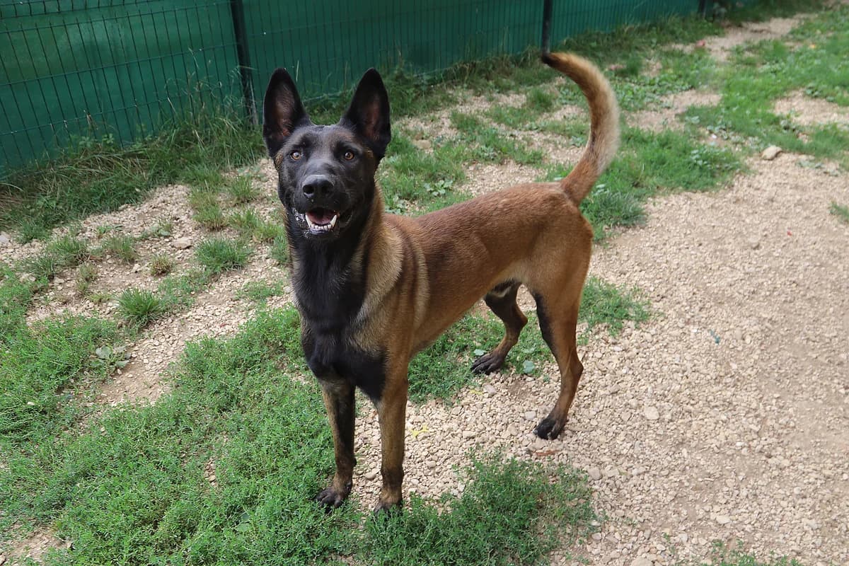 SOCRATE, male Belgian Malinois for adoption at Refuge de Jouvence - SPA les amis des bêtes